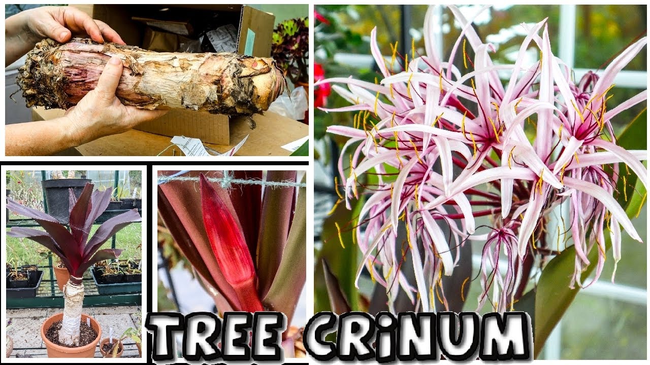 Grand Crinum Lily || from Unboxing to Flowering || Crinum asiaticum