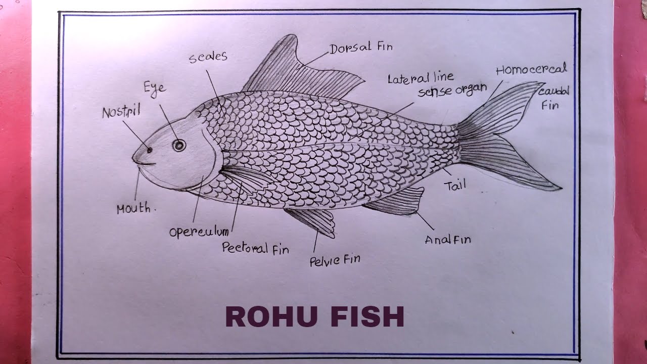 Rohu Fish Drawing Step By Step/How To Draw Rohu Fish/Drawing Rohu Fish Easy