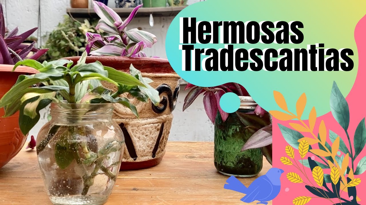 Tradescantias, Plantas que me enamoran 😍