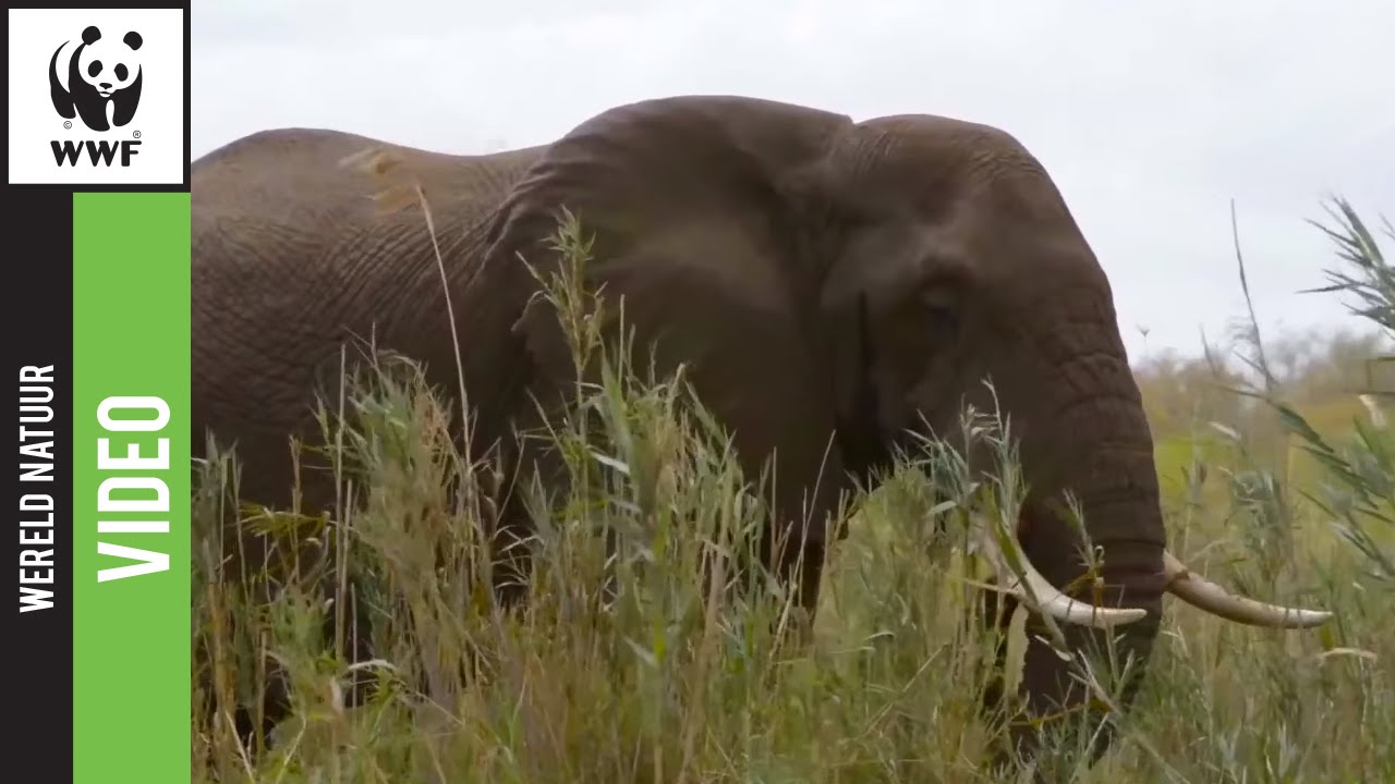 Wat eet een olifant?