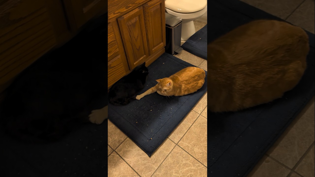 Monkey has a history of picking on Nova. His kitty Prozac mellows him out 🥰