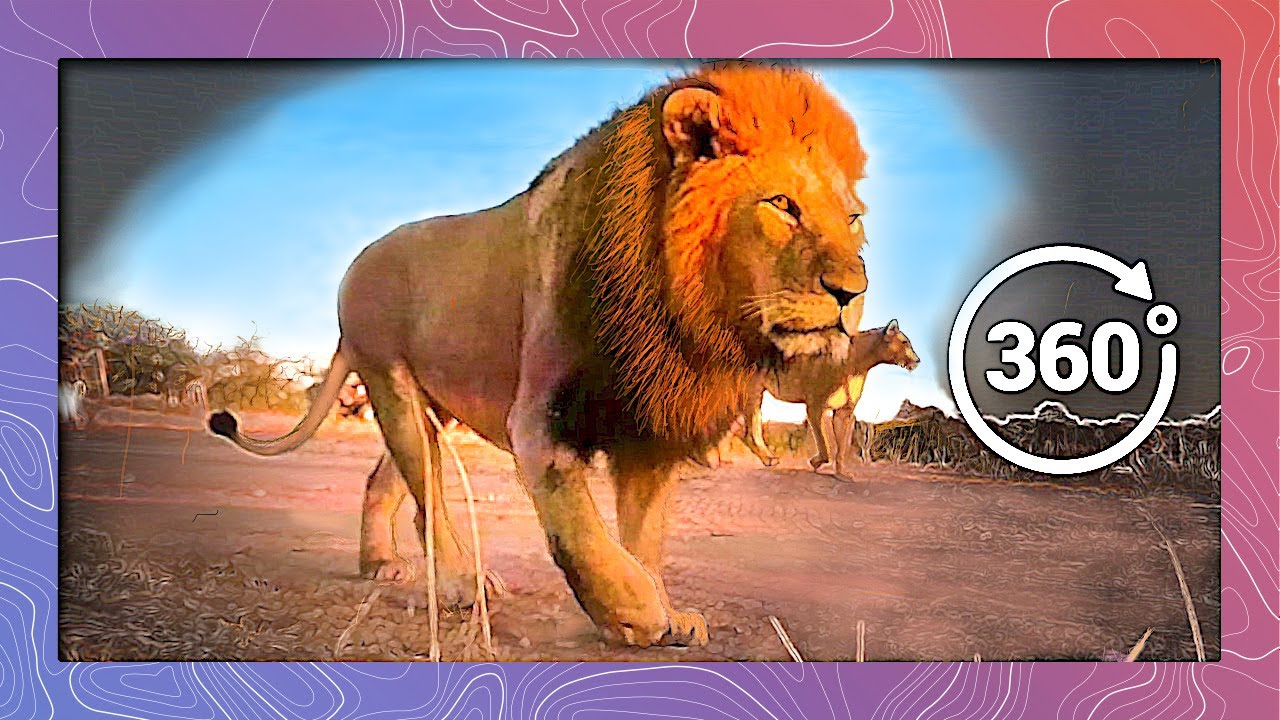 No Sudden Movements As Lion Pride Gets Close | Wildlife In 360 VR