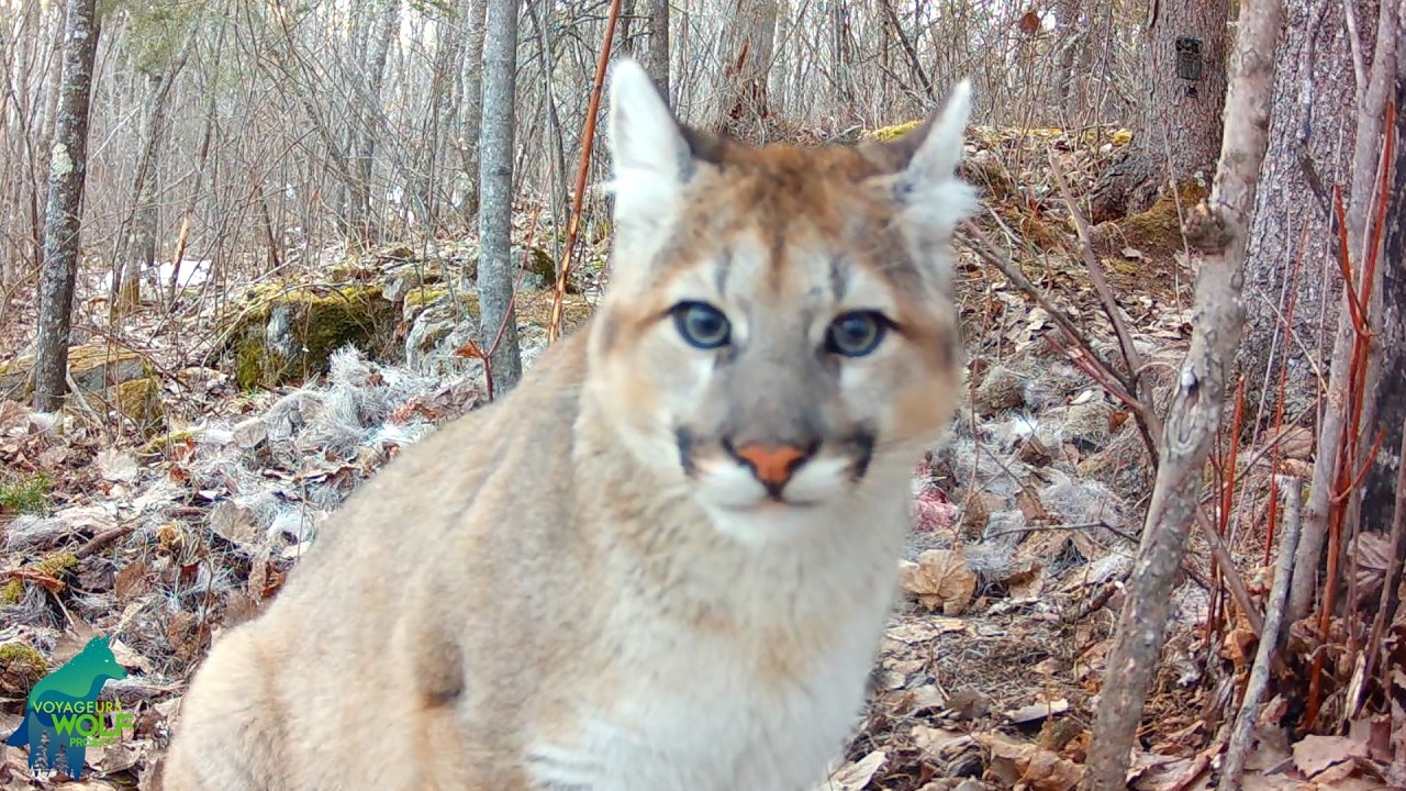 Rare footage of a cougar kitten in Minnesota!