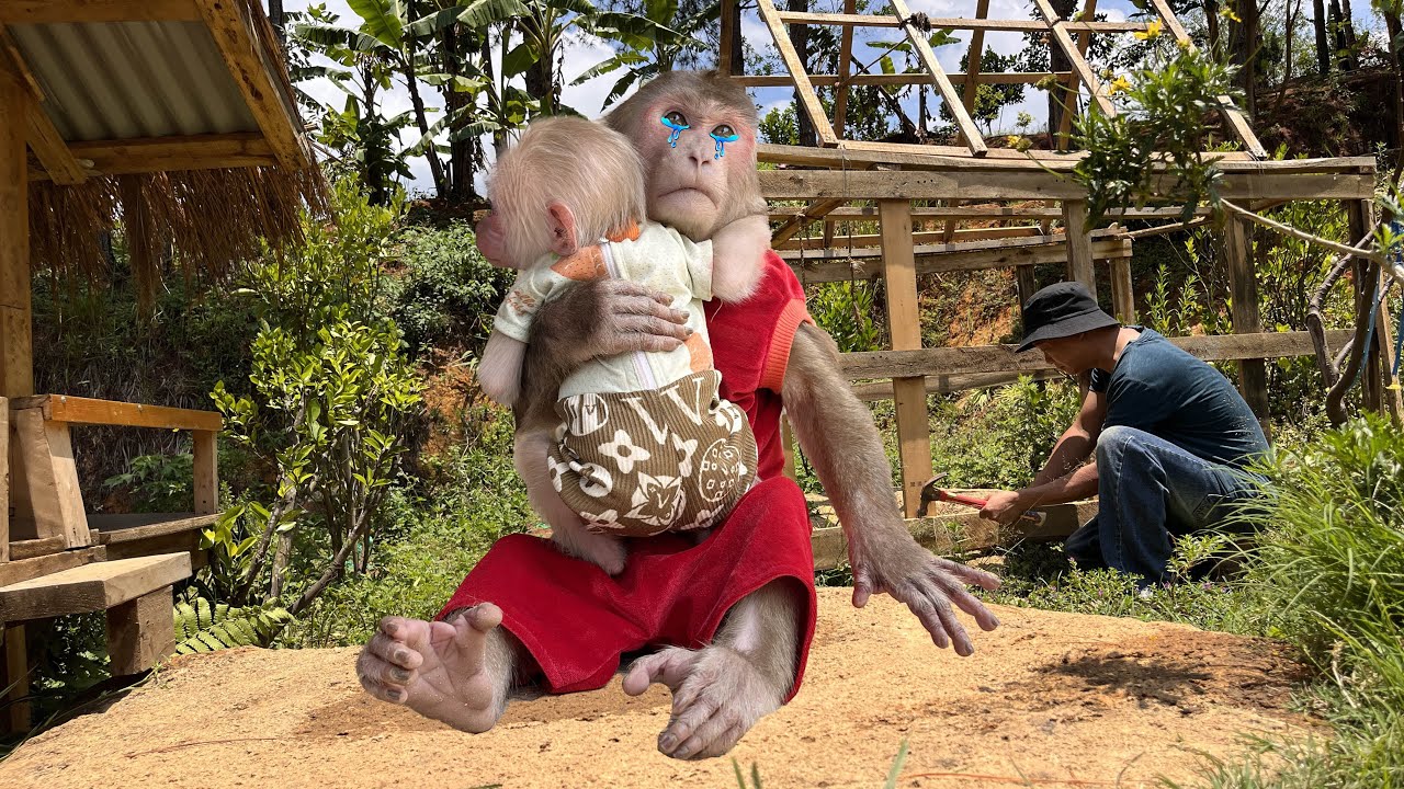 Coddle!❤️Smart monkey Max cry for  dad to make a play area! 🥺🥺🥺