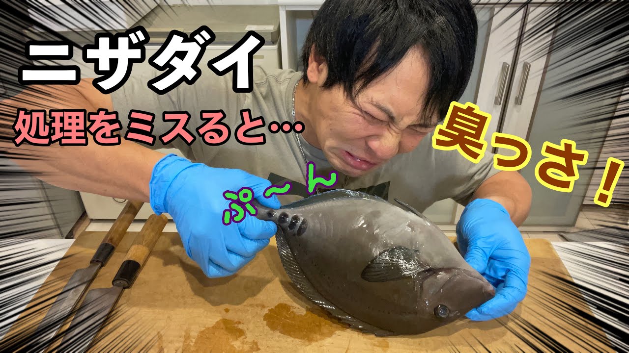 「ニザダイ」は美味い？処理を誤ると「超臭くなる！」（捌き方）