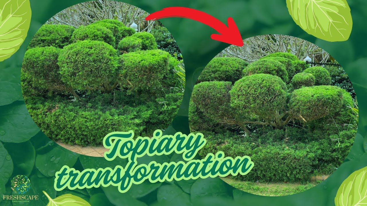 How I Trim Juniperus Topiary | Before & After Transformation