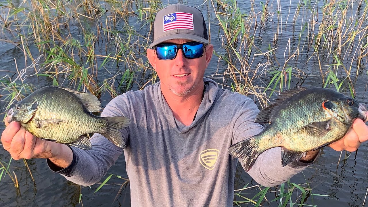 GIANT SHELLCRACKER Catch Clean & Cook (WADE FISHING)
