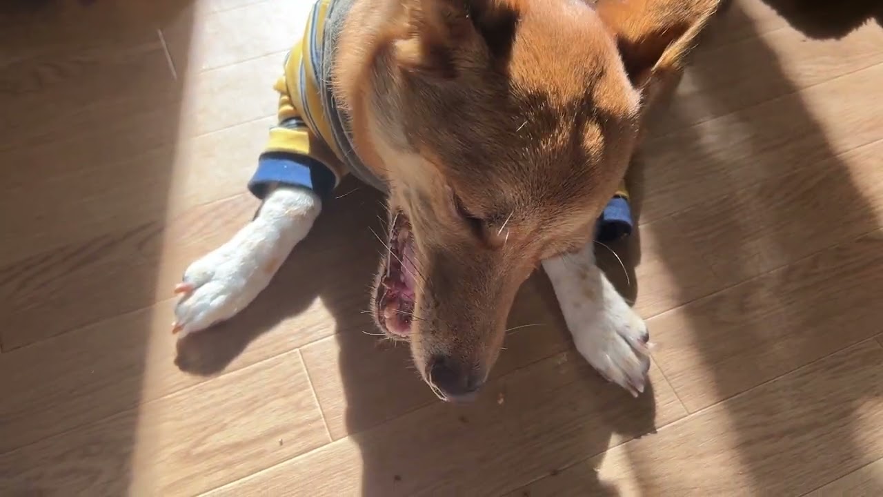 マグロさんの骨と髄をいただく犬【asmr】