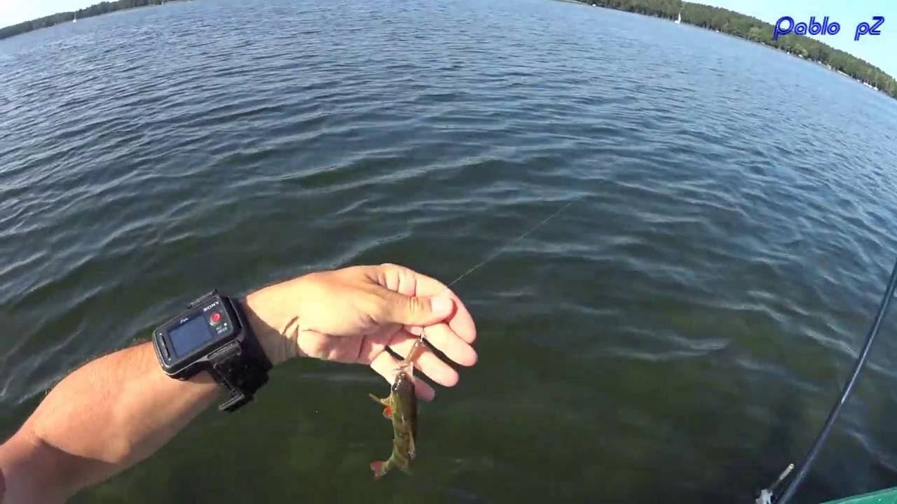 Jezioro Niegocin, OKONIE na mazurskiej górce