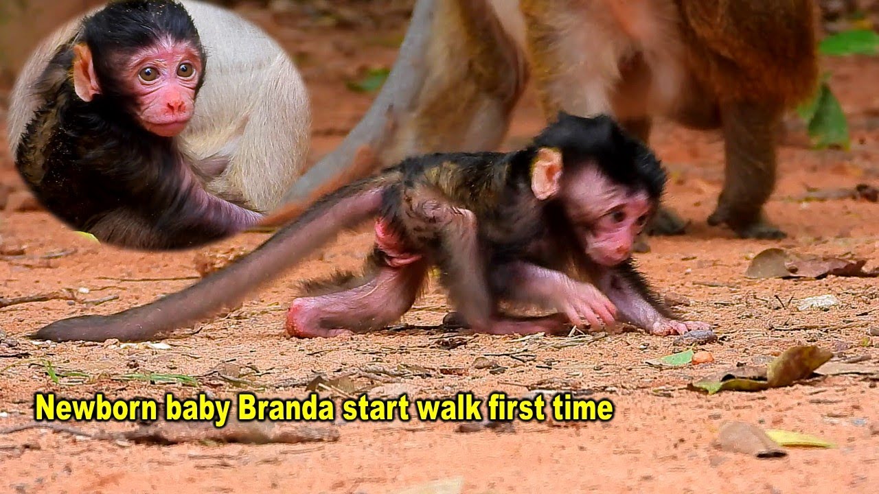 Newborn baby monkey start walk first time
