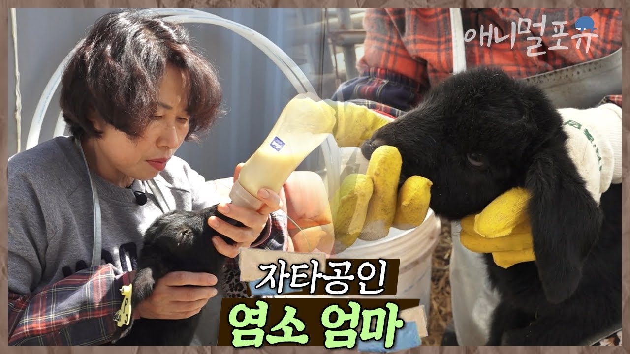 염소들이 졸졸~ 따라다닌다?! 자타공인 염소 엄마 옥순 씨 🐐 | 옥순 씨 일복 터졌네 | KBS 인간극장 2020 방송