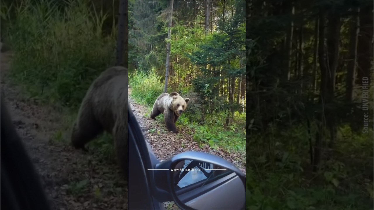 Wild Animal Attacks After Being Fed | Critical Wildlife Safety Guidelines