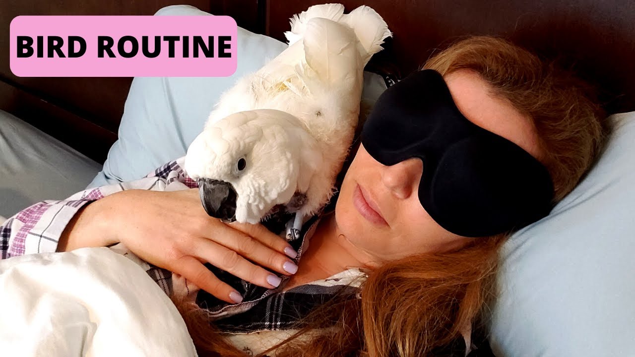 DAILY BIRD ROUTINE | Life With Parrots | BIRD CARE