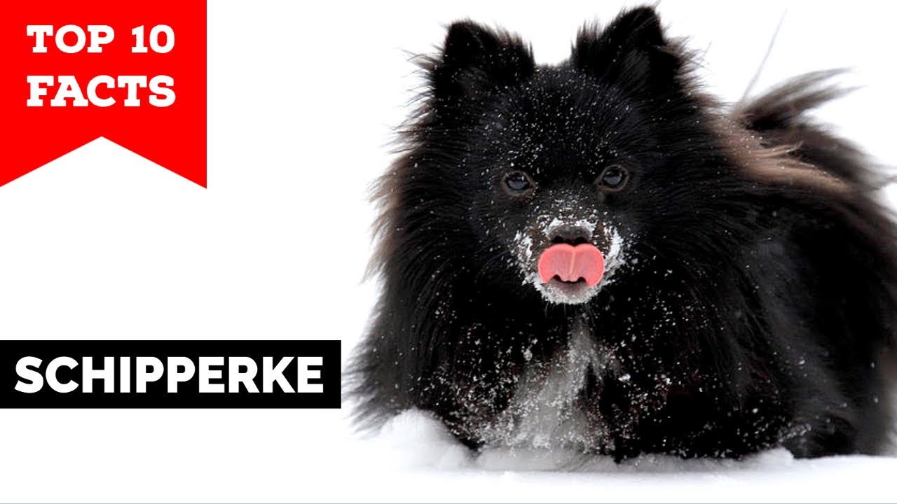 Schipperke - Top 10 Facts