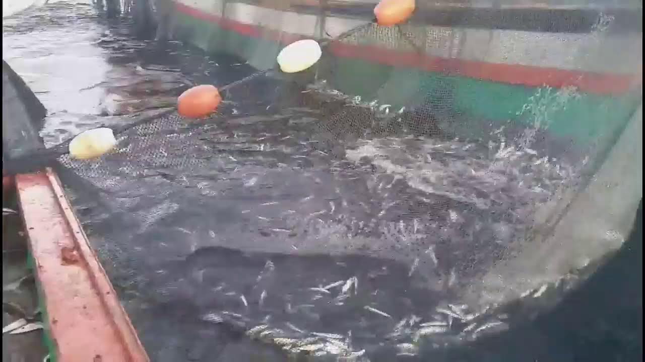 Pukat cincin Nelayan Indonesia Dapat Banyak Ikan, luar biasa hasil tangkapan Nelayan Indonesia