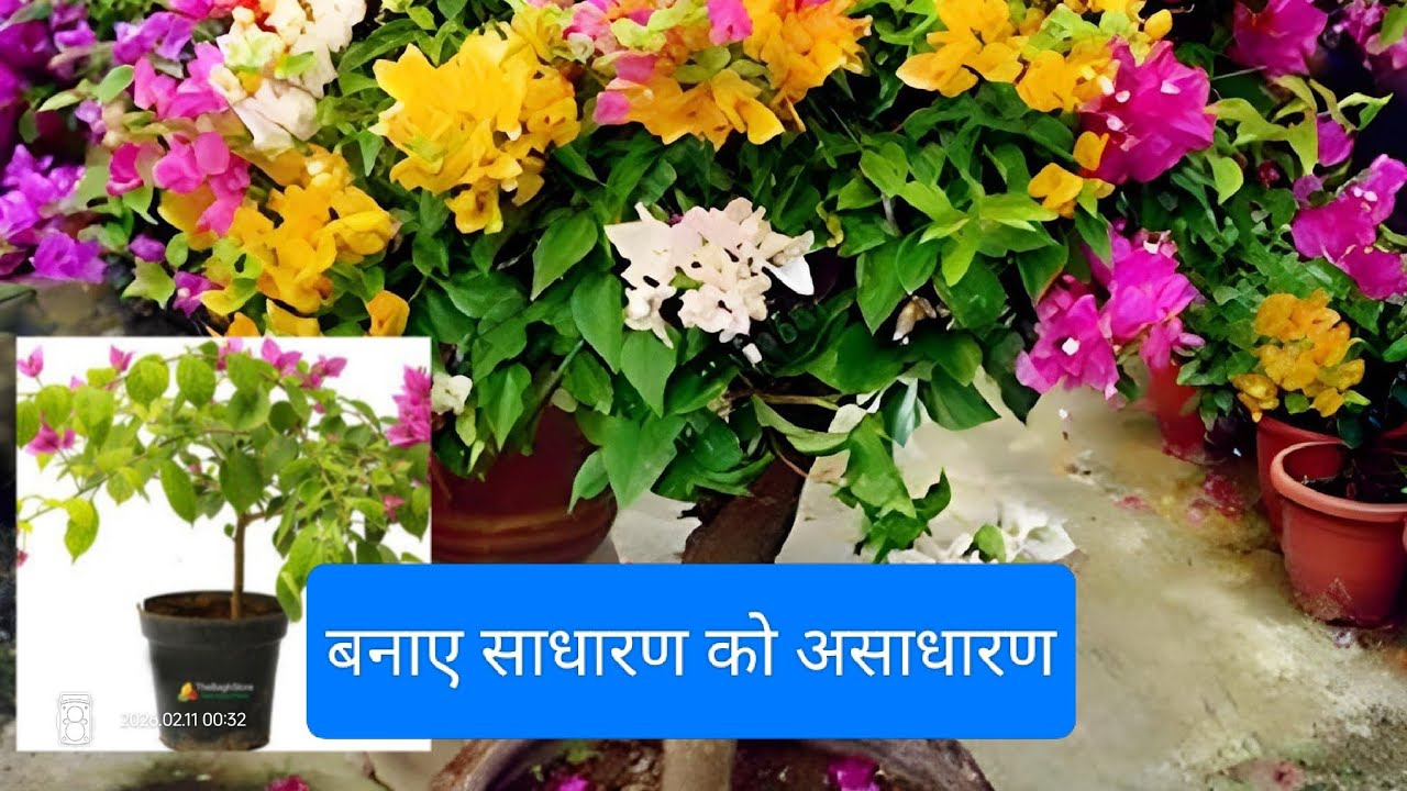 बोगनवेलिया मल्टी कलर ग्राफ्टिंग से पौधे को बनाए बेशकीमती #gardening 