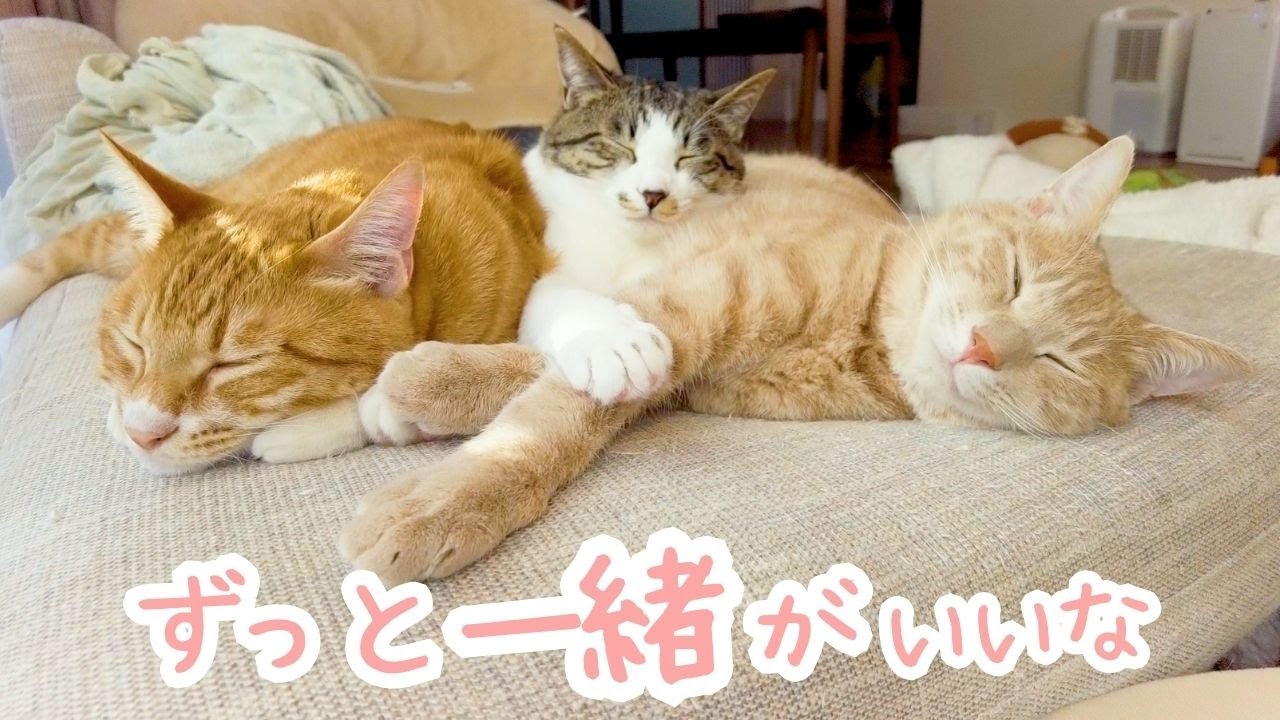 兄弟にはさまれて幸せそうな保護猫すみちゃん