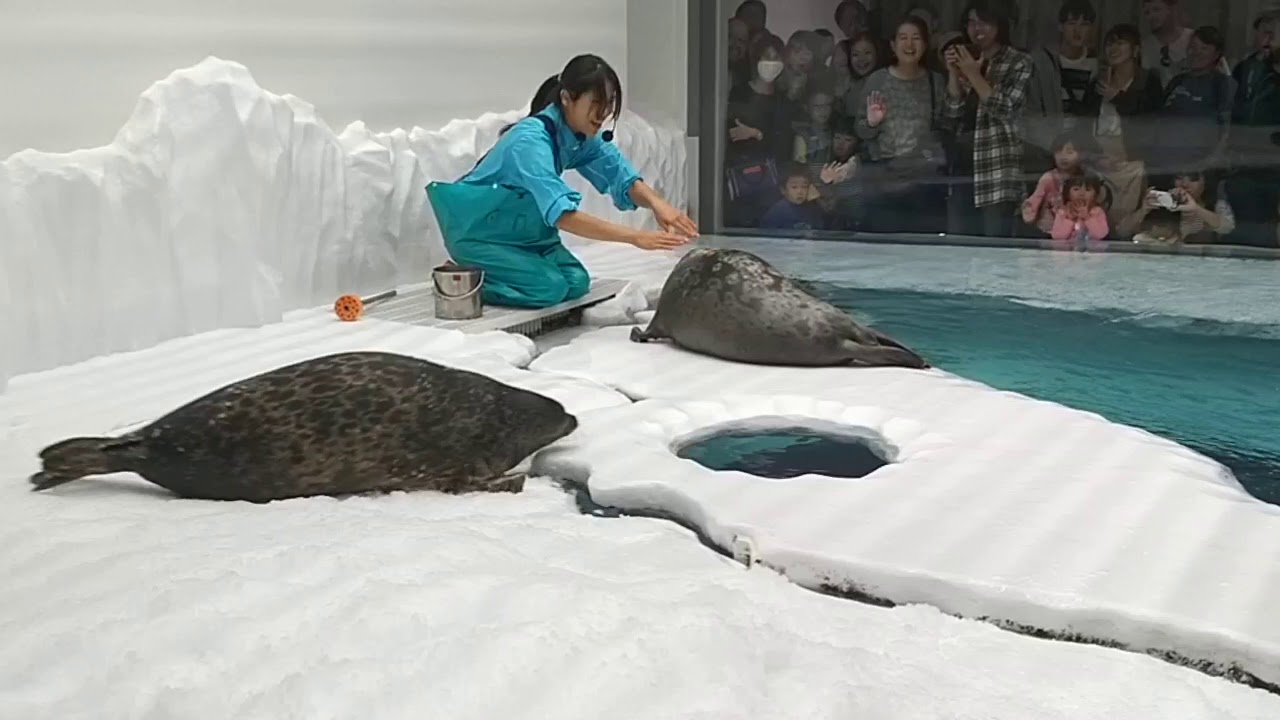 Ringed
seals at Osaka Aquarium
(Wamon azarashi)