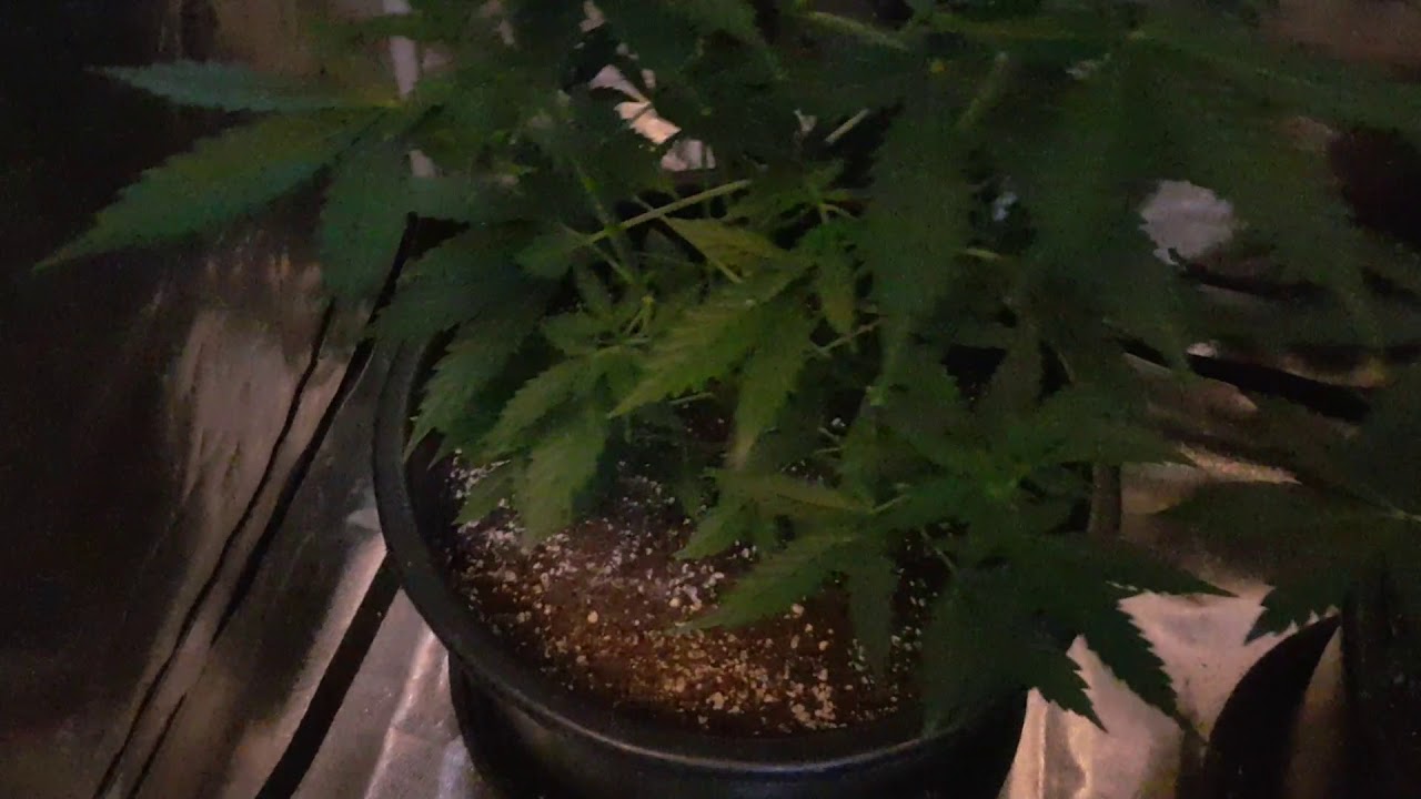Critical Orange Punch x 3. Blue Dream x 1. Mark