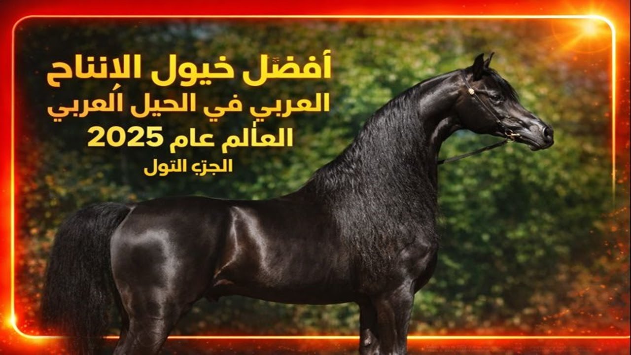أفضل خيول الإنتاج في الخيل العربي في العالم لعام 2025 | Best Arabian Horse Sires in The World 2025