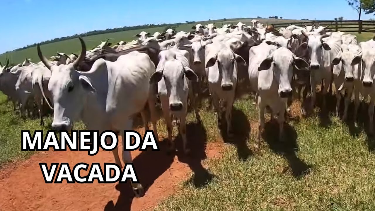 MANEJO SANITÁRIO DAS VACAS DO LOTE 3