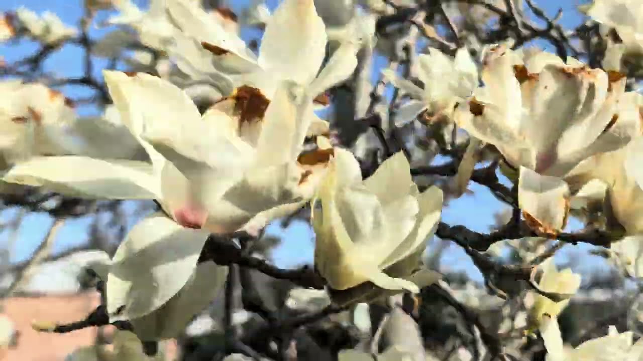 【満開のモクレンなど　長良公園】　岐阜市　2026年3月15日（日）　Gifu-Japan