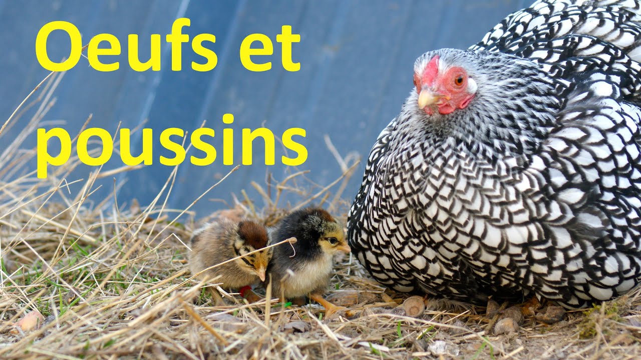 Une aventure d'oeufs et de poussins !