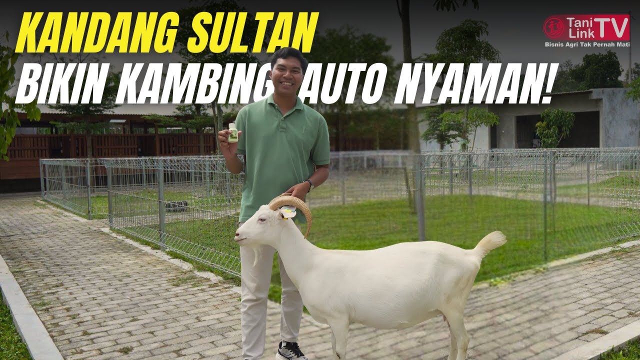 Peternakan Kambing Perah di Kandang Premium. Bersih, Modern, Perawatan Maksimal!