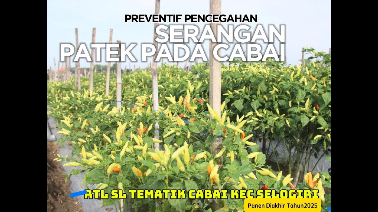 Patek Cabai Datang Diam-Diam! Ini Cara Pencegahannya Sejak Dini 