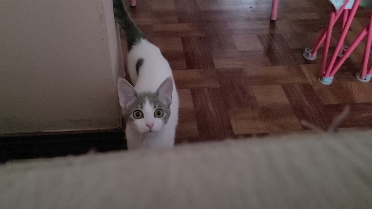 tiny meow