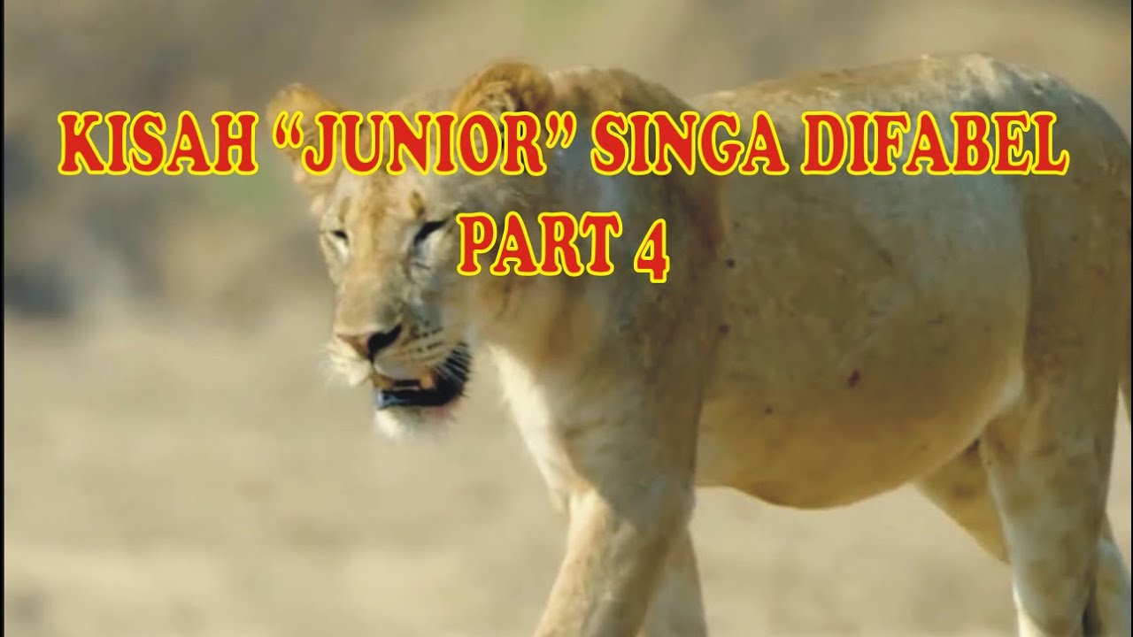 JUNIOR SINGA DIFABEL – THE LAST JOURNEY – PART 4