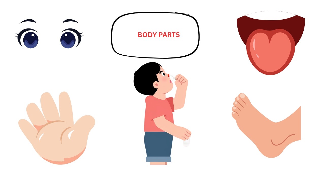 Parts of the Body  | Parts of the Body for LKG Kids #partsofbodynames