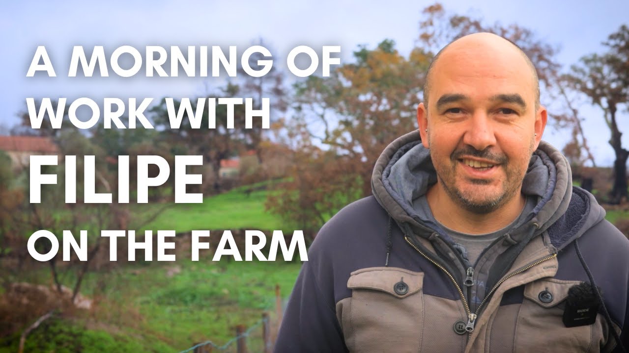 A morning of work on our Regenerative Farm in Portugal (Animals, table olives and farm repair)