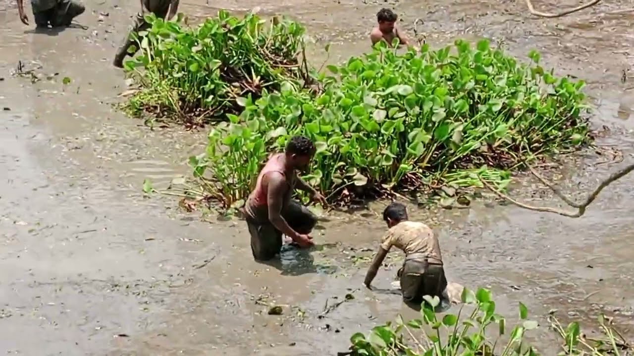 ଗାଆଁ ପୋଖରୀ ରୁ ବାହାରିଲା ବିରାଟ ଶାଳ ମାଛ🐬 //village pond in big sala fish🐋 //odisha