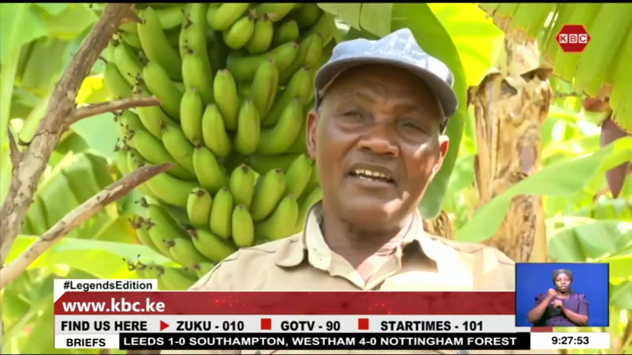 Banana farmers in Taita Taveta demand better roads, expanded markets for export
