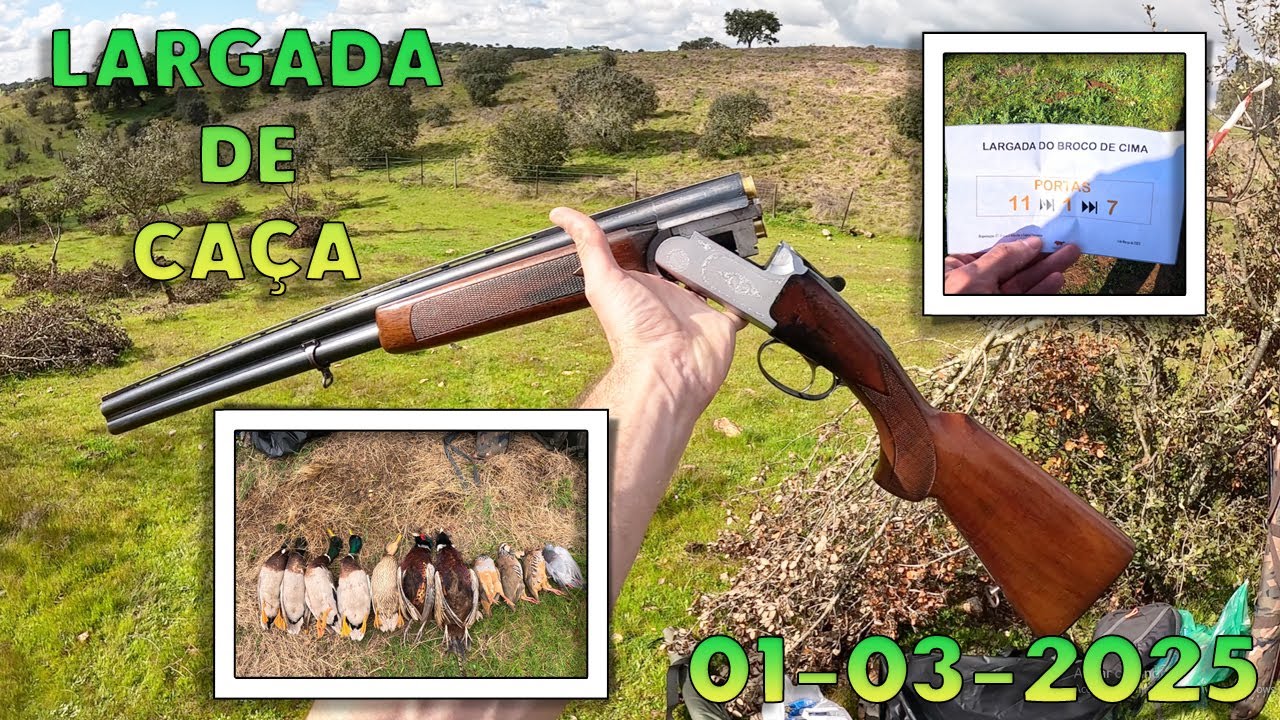 Largada de Ca&ccedil;a na Salvada - Perdizes, Fais&otilde;es, Patos e Pombos! (01-03-2025)
