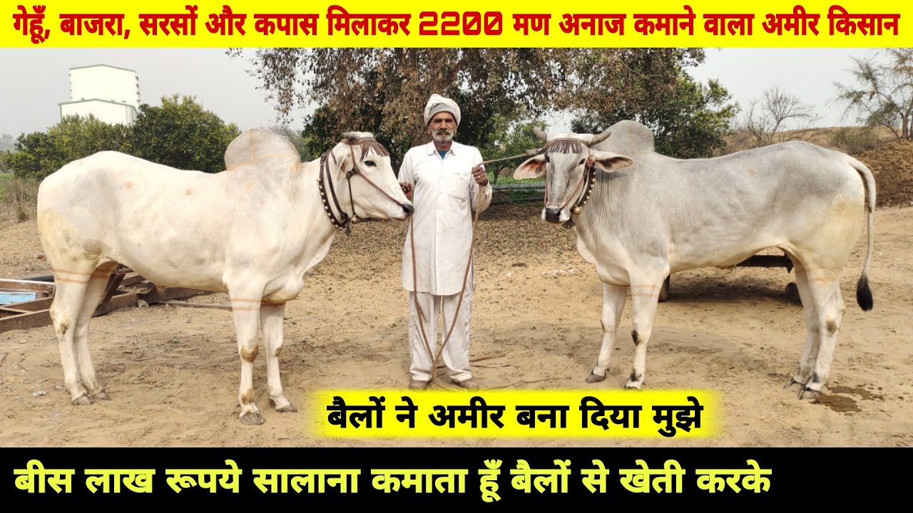 बैलों से खेती करके 20 लाख रूपये सालाना कमाने वाला किसान💪बैलो ने अमीर बना दिया किसान को Top Nagori Ox