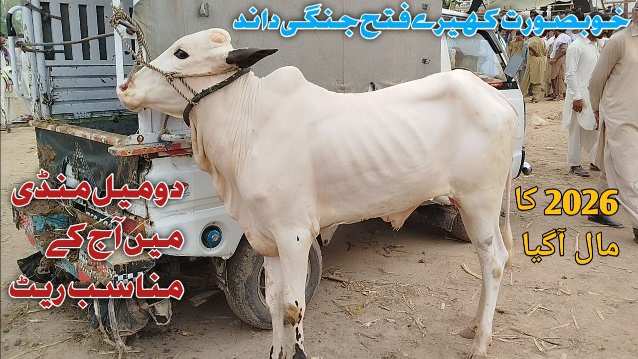 Today Domail Mandi 11/7/2025 Latest Fatehjangi Rate's Update @Wahbullcrazy Taxila Mandi Bakra Mandi.