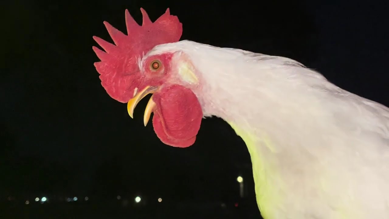 Leghorns Resting at Night