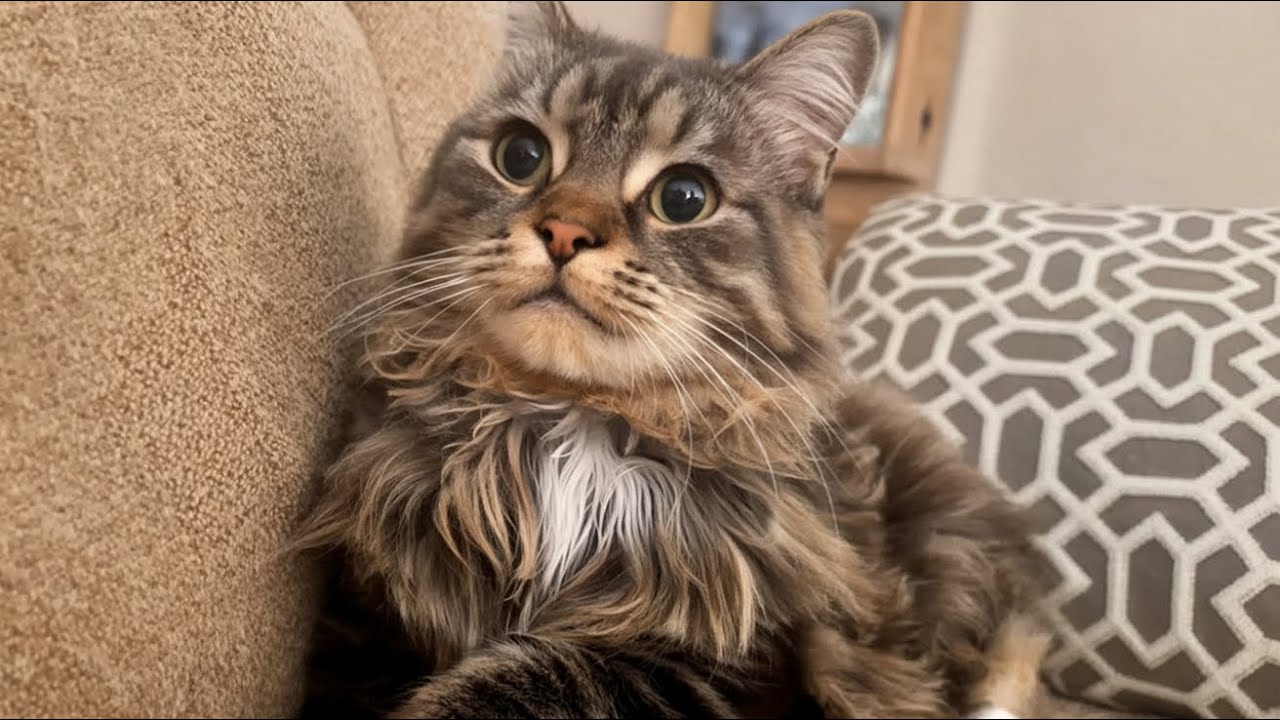 Sie Adoptierte Eine Obdachlose Katze, Aber Er Wuchs Auf Wie Ein Treuer Hund