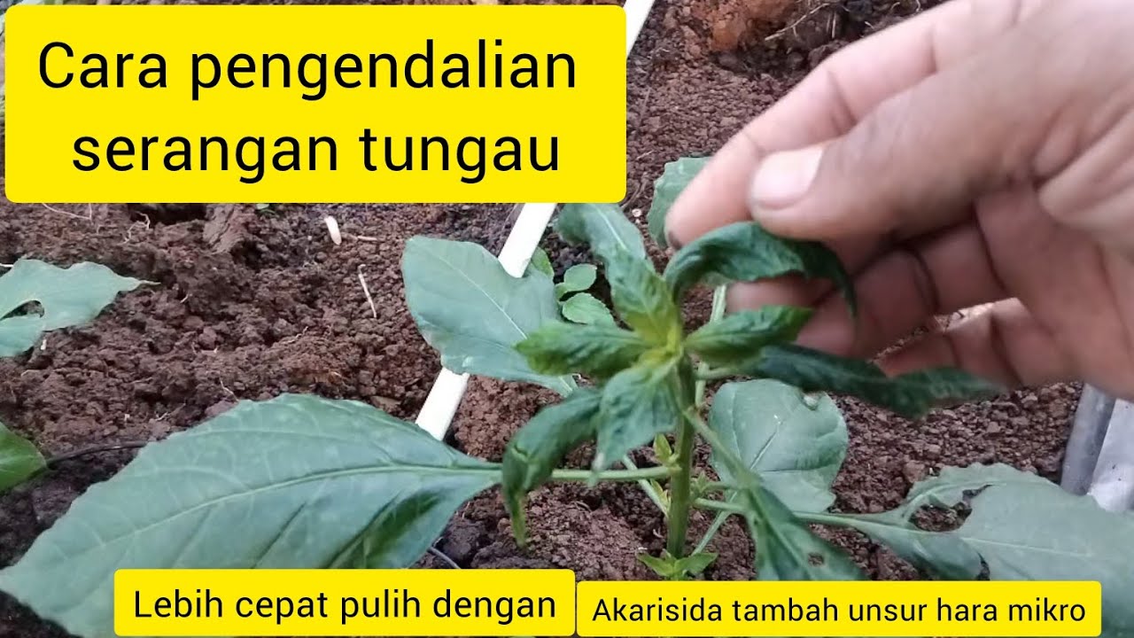 Cara Pengendalian tungau agar cepat pulih