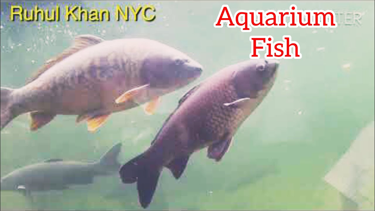 Aquarium Big Fish in Bronx Zoo/Bronx Zoo Aquarium Fish/ Colorful Big Fish in Aquarium