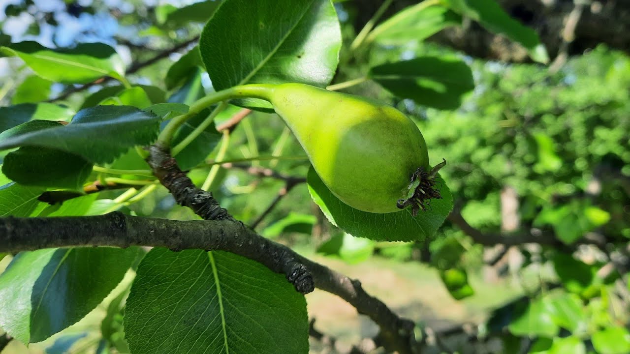 Tăierea în verde la păr. Formare coroană.