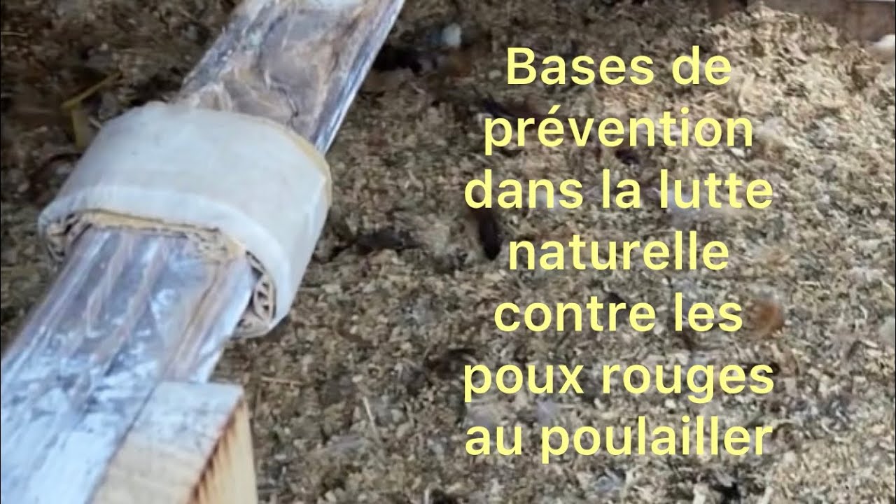 Bases de prévention dans la lutte naturelle contre les poux rouges au poulailler