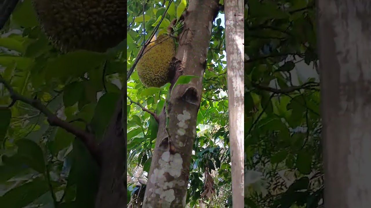 Essas duas jacas estão sobreviveram. 