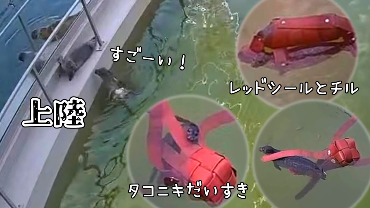フレッド上陸達成！ぽよよ夜のねんねもタコニキといっしょ【アザラシ幼稚園】