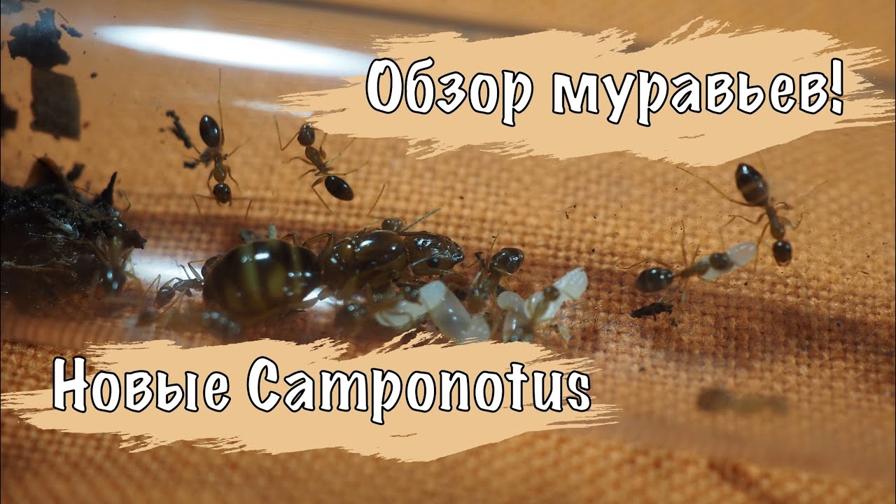 Camponotus maculatus subnudus - обзор НОВОЙ колонии муравьев!