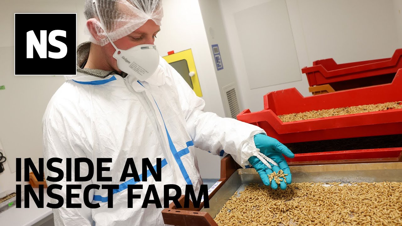 Inside an insect farm: Are mealworms a sustainable meat alternative?