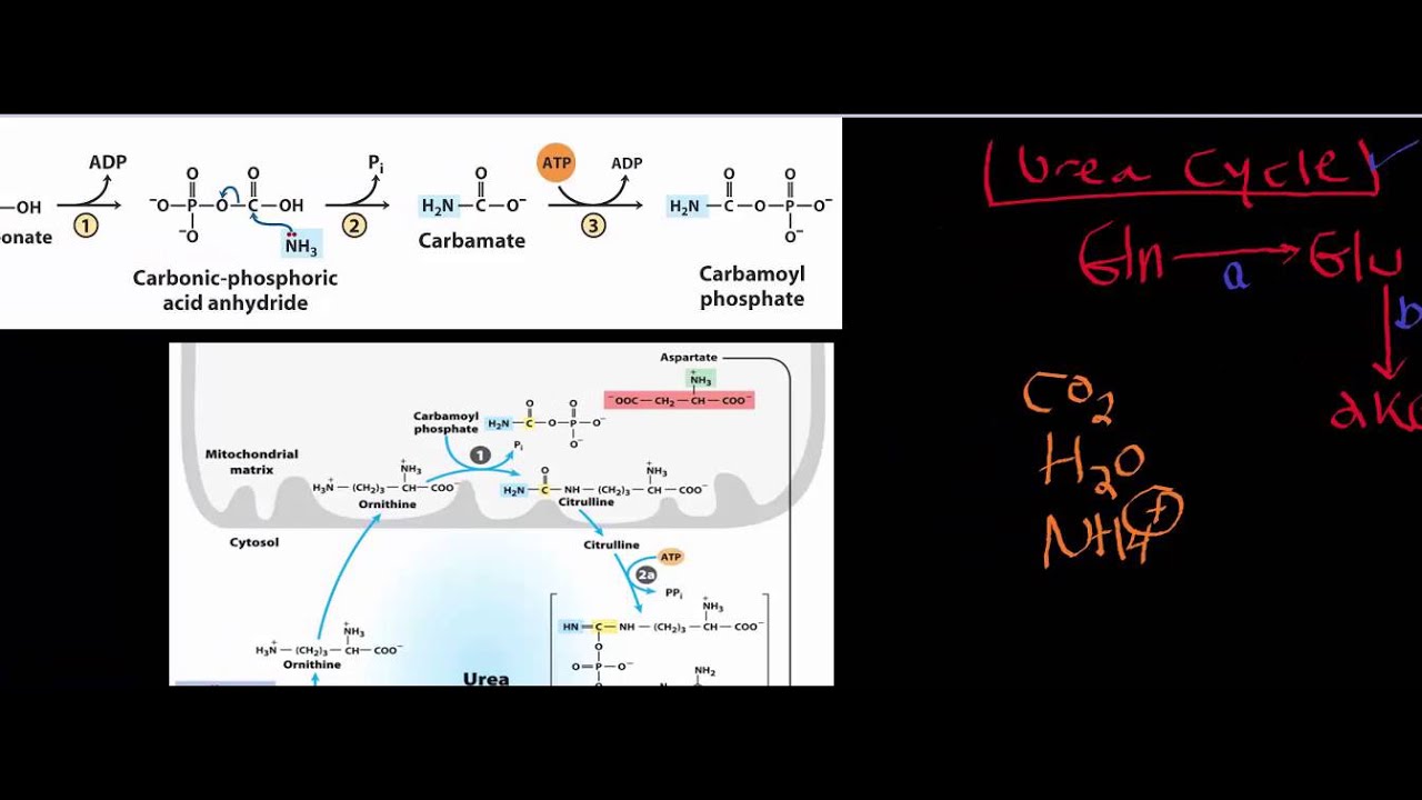 Biochemistry | Urea Cycle, an Introduction