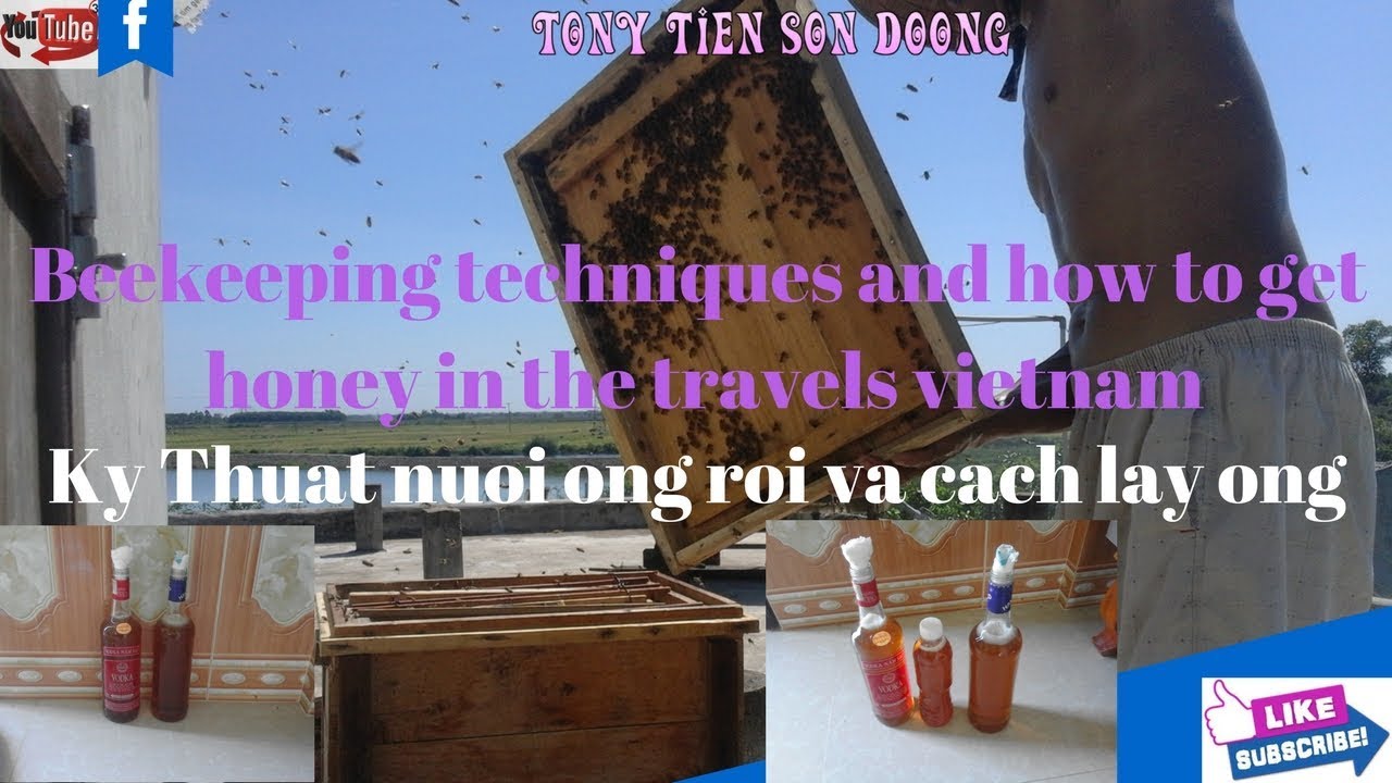 Beekeeping techniques and how to get  honey in the travels vietnam